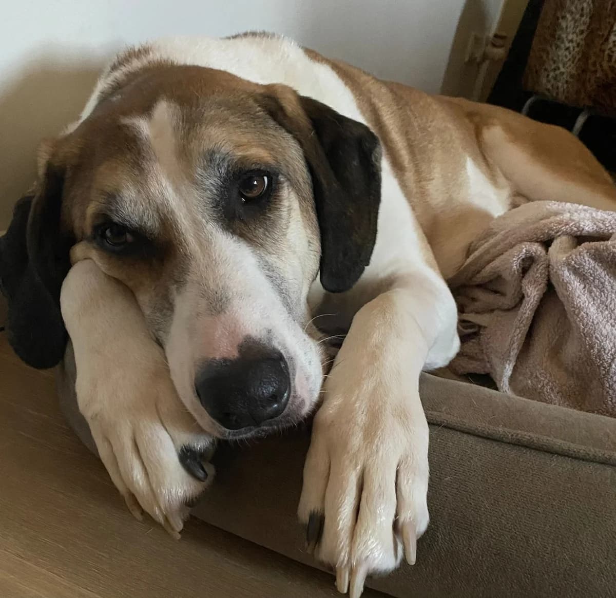Gilbert, male 5yo Mixed Breed for adoption at Ein Herz für Streuner e.V., München