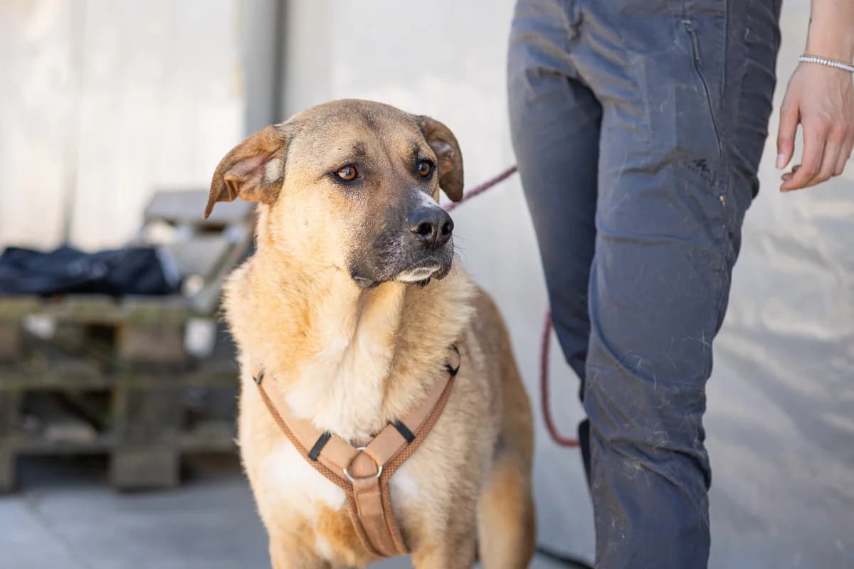 Gilgamesch, male 5yo Mixed Breed for adoption at Ein Herz für Streuner e.V., München