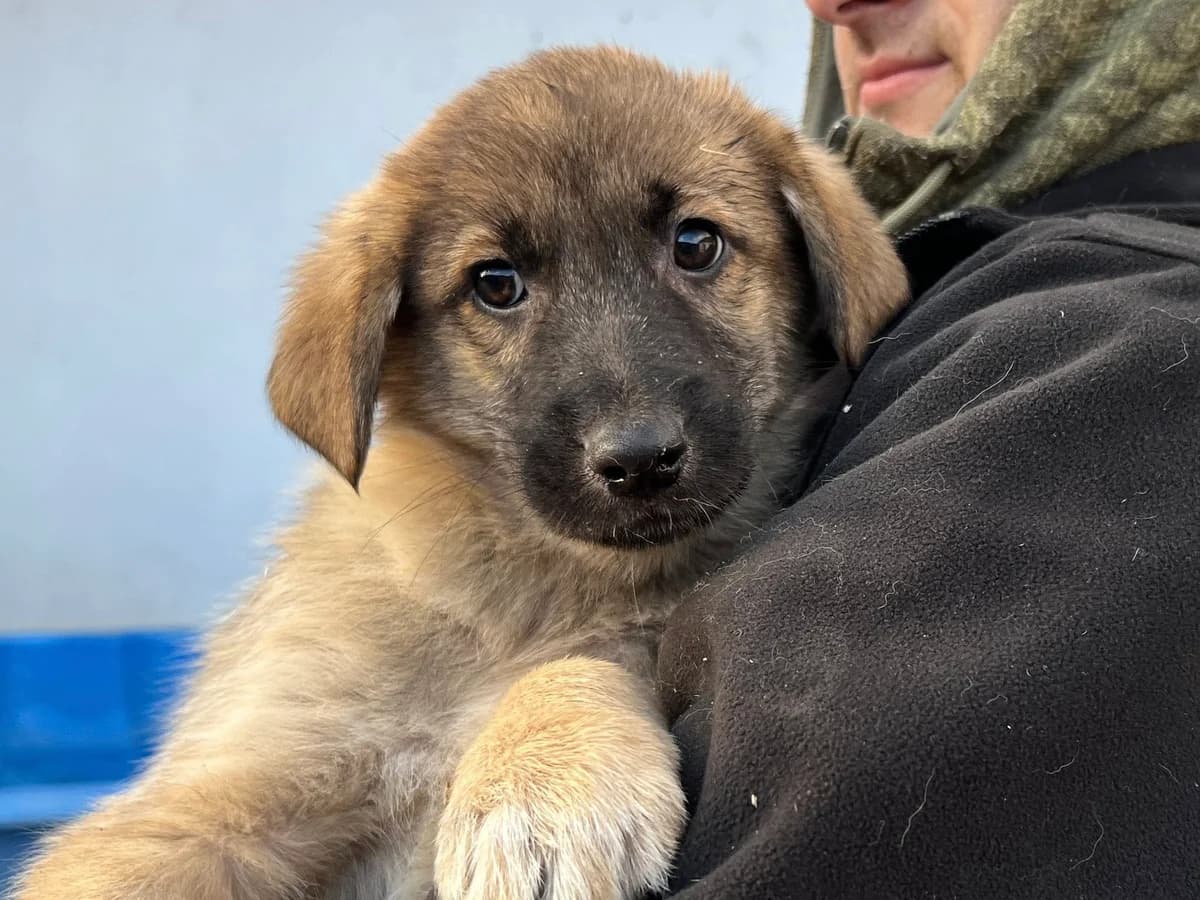 Gimli, male puppy Mixed Breed for adoption at Ein Herz für Streuner e.V., München