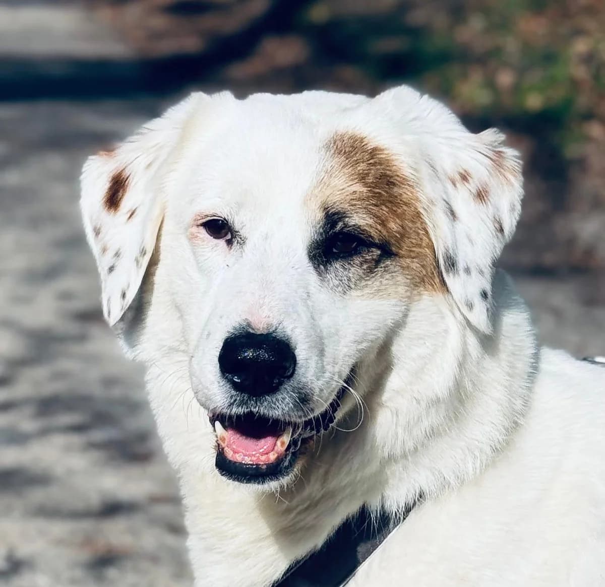 Gina, female 5yo Mixed Breed for adoption at Ein Herz für Streuner e.V., München