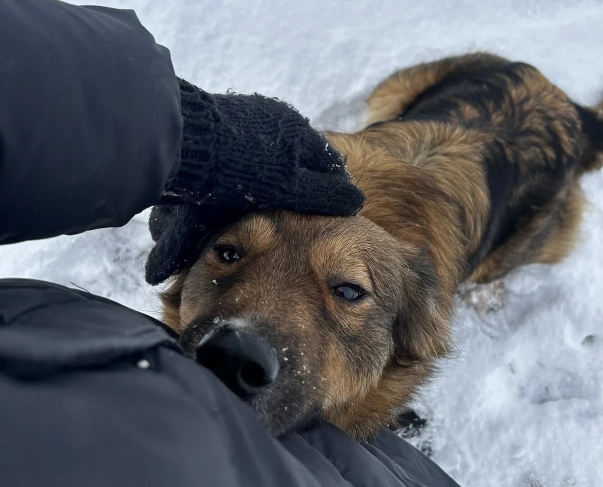 Ginger, female 3yo Mixed Breed for adoption at Ein Herz für Streuner e.V., München