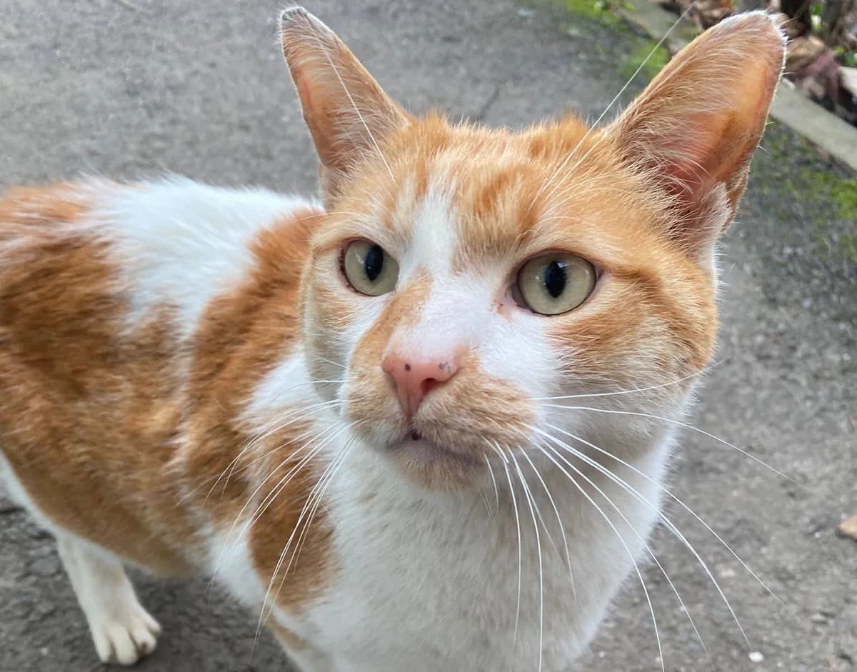 Ginger, Mixed Breed for adoption at Ein Herz für Streuner e.V., München