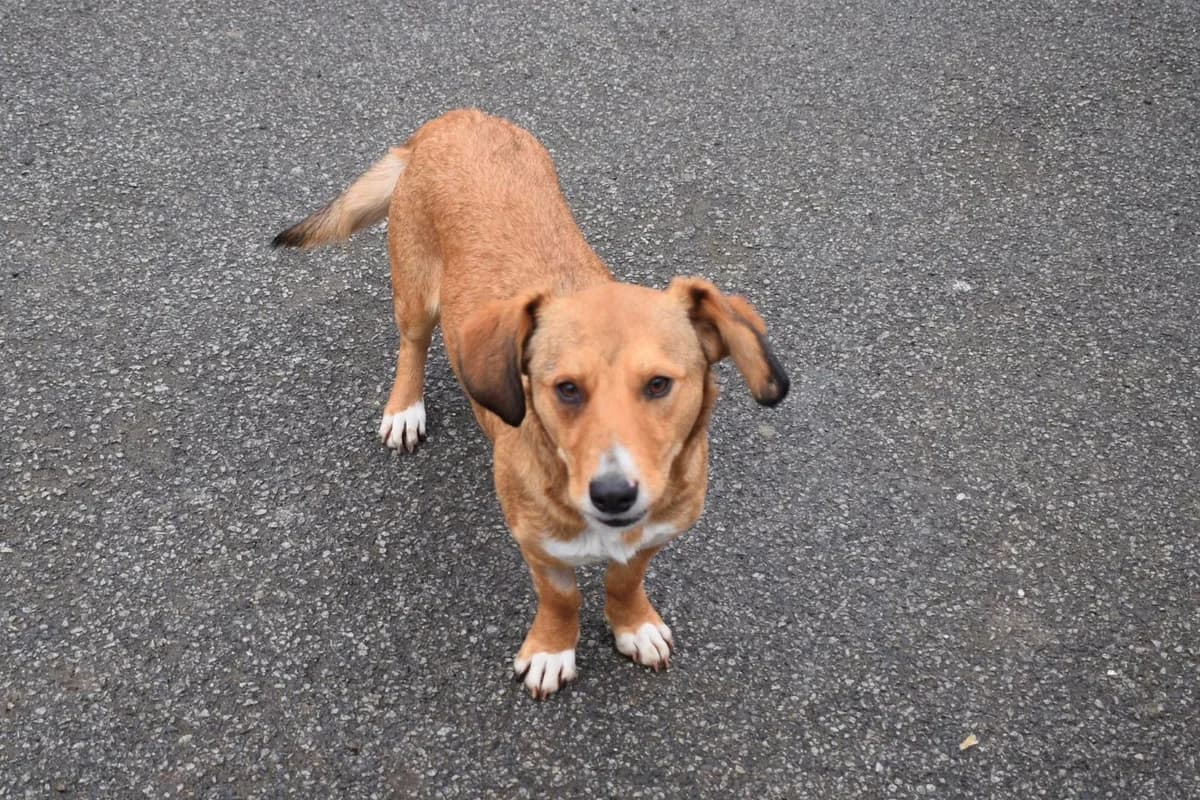Ginger, female Mixed Breed for adoption at Ein Herz für Streuner e.V.