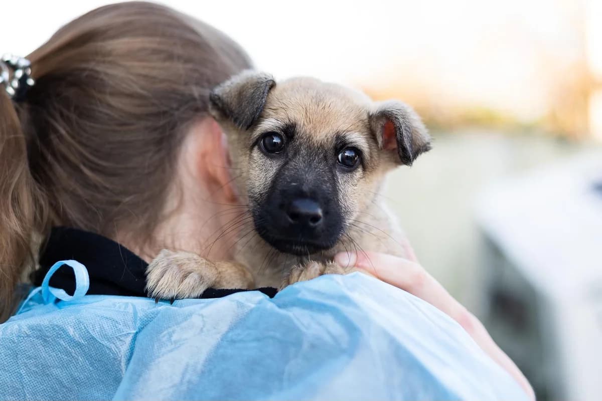 Gini, female puppy Mixed Breed for adoption at Ein Herz für Streuner e.V., München