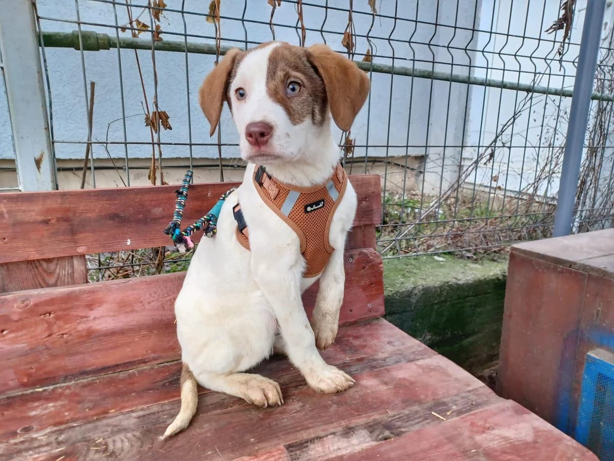 Gini, female puppy Mixed Breed for adoption at Ein Herz für Streuner e.V., München