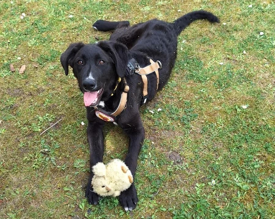 Gini, female puppy Mixed Breed for adoption at Ein Herz für Streuner e.V., München