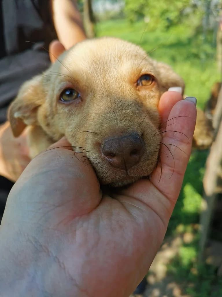 Ginny, beige female puppy Mixed Breed for adoption at Ein Herz für Streuner e.V., München