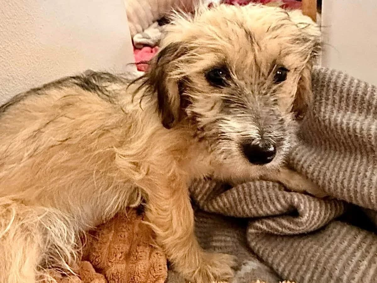 Ginny, female puppy Mixed Breed for adoption at Ein Herz für Streuner e.V., München