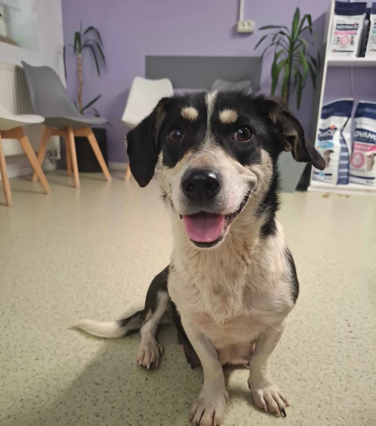 Ginny, female young Mixed Breed for adoption at Ein Herz für Streuner e.V., München