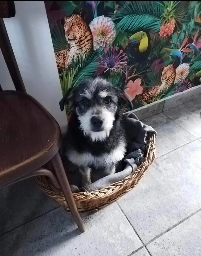 Gino, male young Mixed Breed for adoption at Ein Herz für Streuner e.V., München