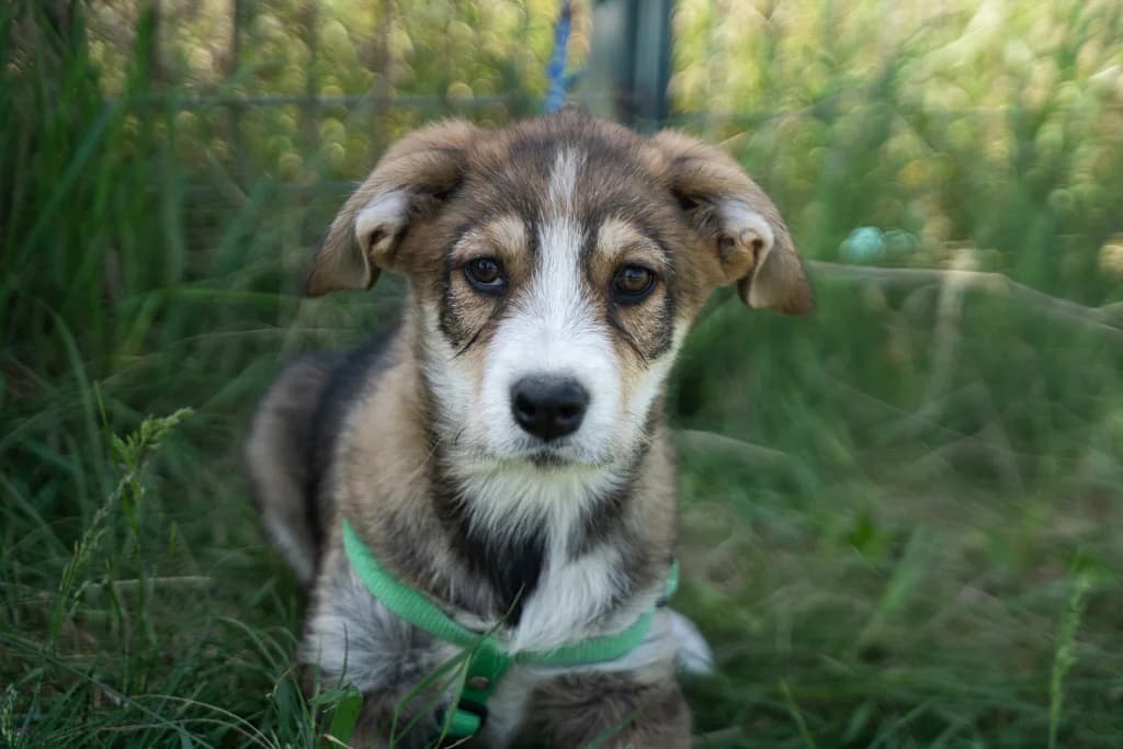 Gino, male puppy Mixed Breed for adoption at Ein Herz für Streuner e.V., München