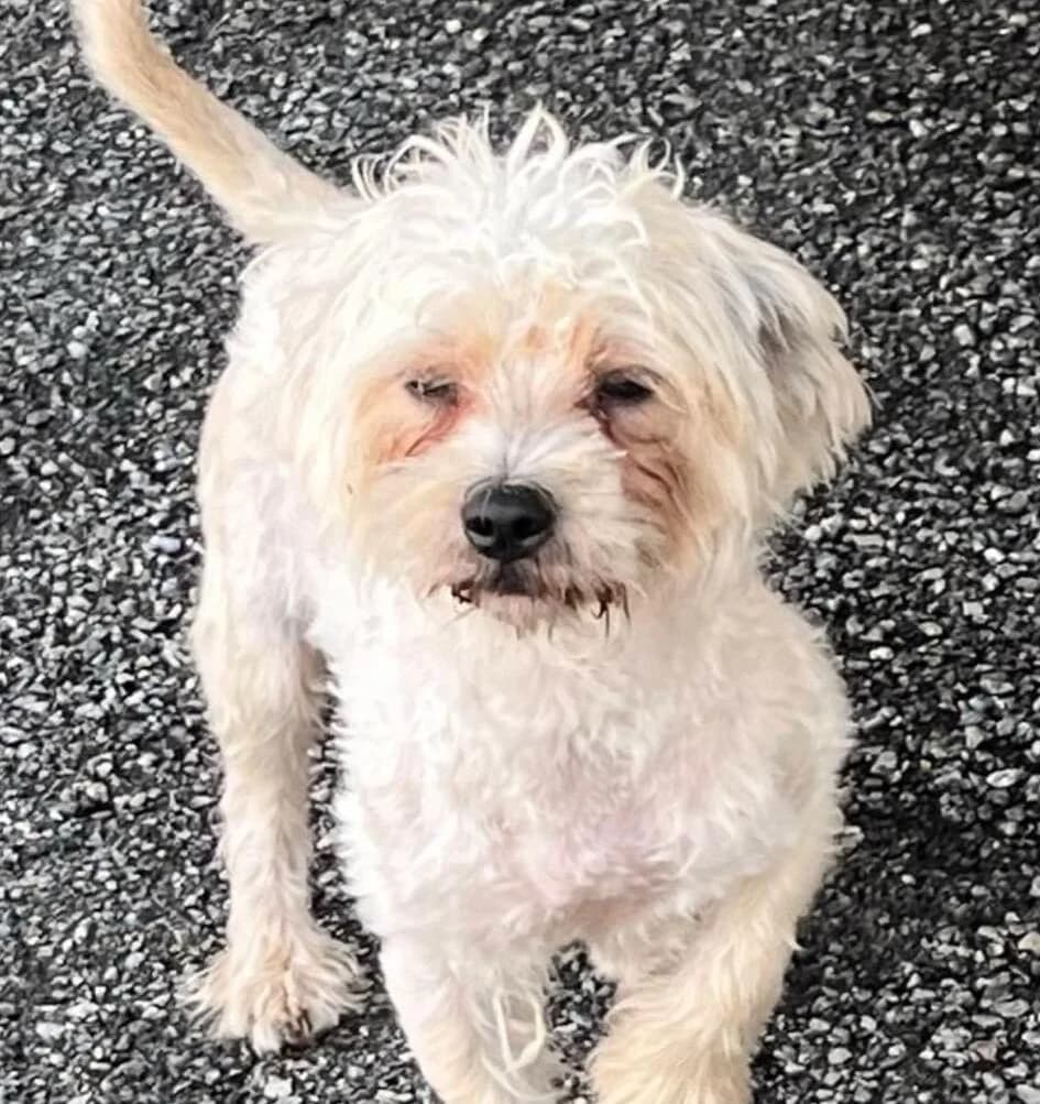 Gino, male 3yo Mixed Breed for adoption at Ein Herz für Streuner e.V., München