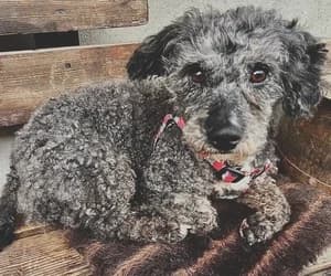 Gino, male 5yo Mixed Breed for adoption at Ein Herz für Streuner e.V., München