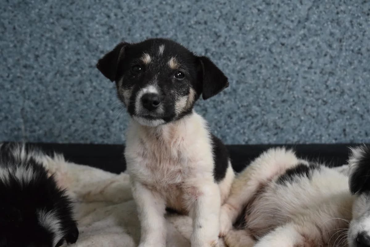 Ginzou, male puppy Mixed Breed for adoption at Ein Herz für Streuner e.V., München