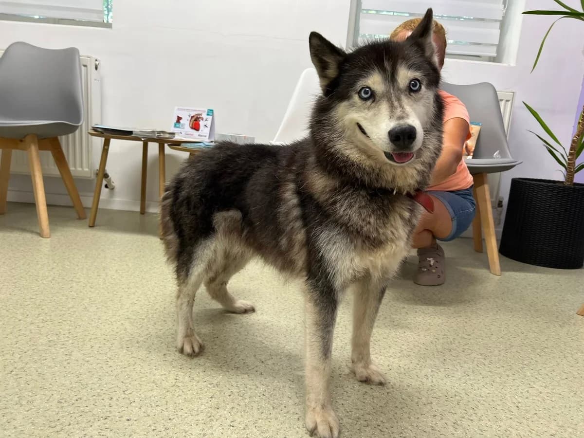 Gioia, female senior Mixed Breed for adoption at Ein Herz für Streuner e.V., München