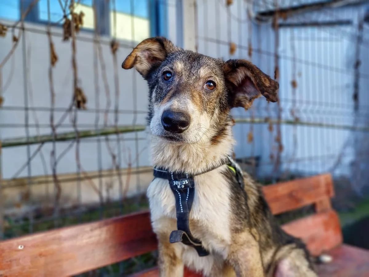 Giorgio, weiß male young Mixed Breed for adoption at Ein Herz für Streuner e.V., München