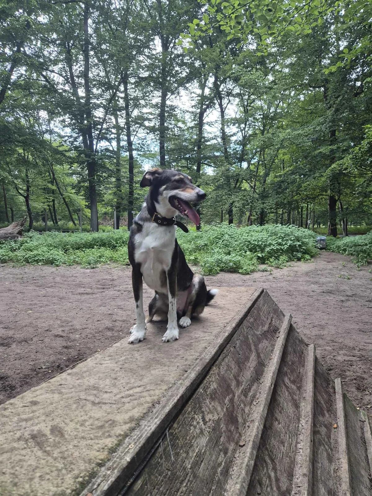 Giorgio, weiß male 5yo Mixed Breed for adoption at Ein Herz für Streuner e.V., München