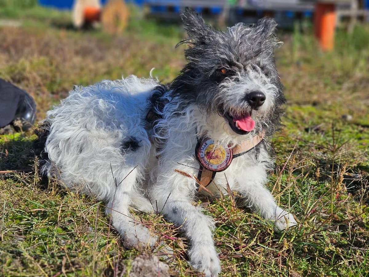 Gipsy, weiß female 5yo Mixed Breed for adoption at Ein Herz für Streuner e.V., München