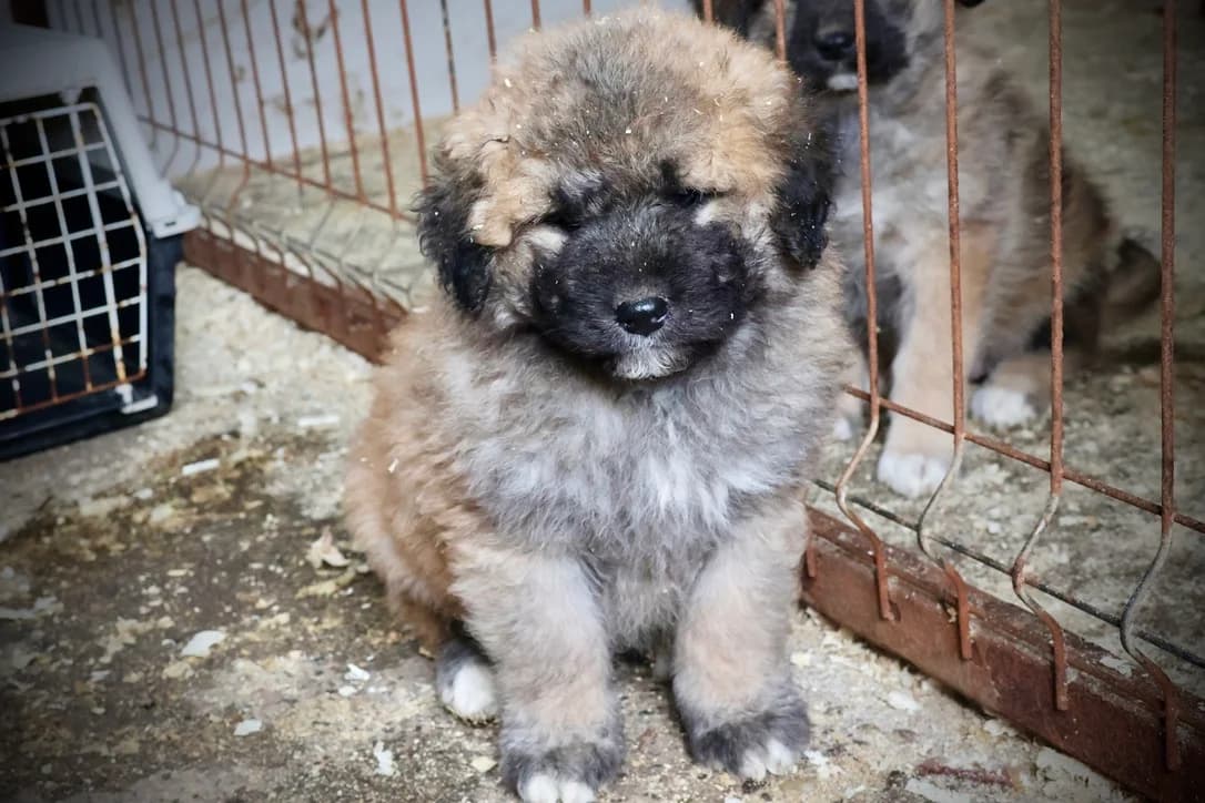 Gipsy, female puppy Mixed Breed for adoption at Ein Herz für Streuner e.V., München