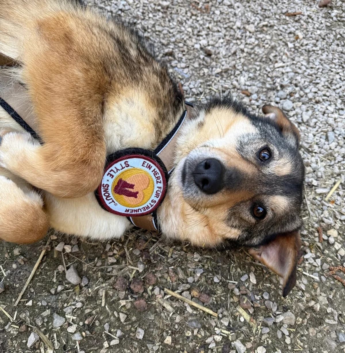 Gisberti, female 5yo Mixed Breed for adoption at Ein Herz für Streuner e.V., München