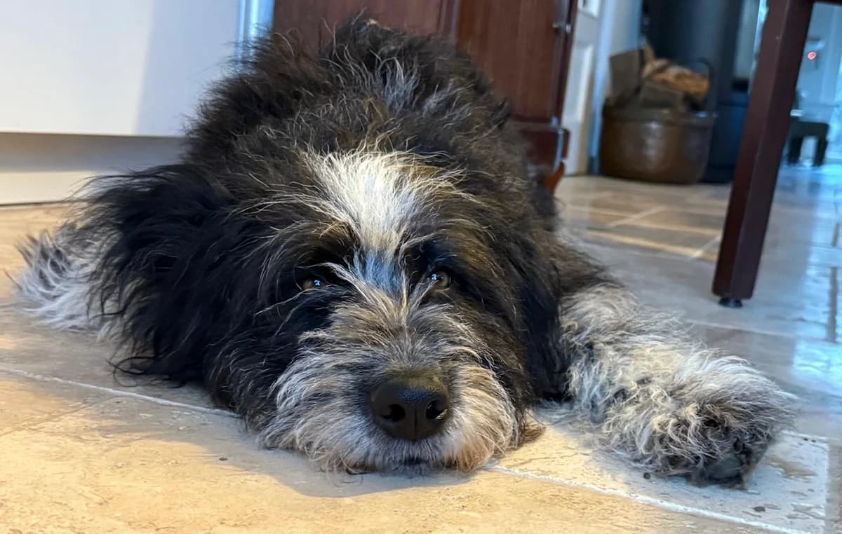 Giselle, female 5yo Mixed Breed for adoption at Ein Herz für Streuner e.V., München