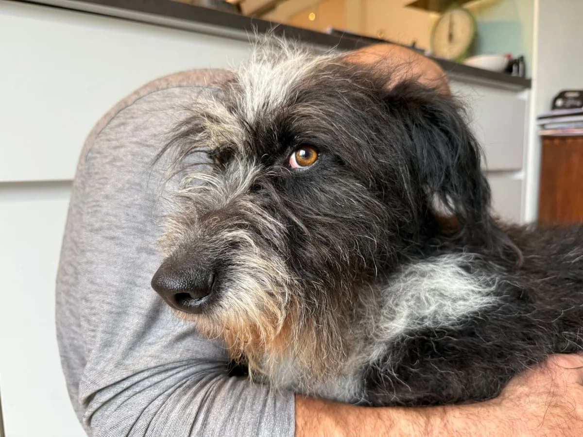 Giselle, female 5yo Mixed Breed for adoption at Ein Herz für Streuner e.V., München