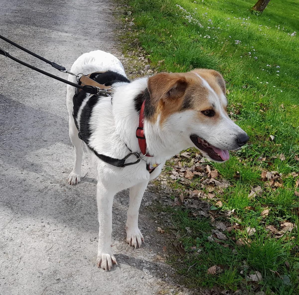 Gisi, weiß female young Mixed Breed for adoption at Ein Herz für Streuner e.V., München