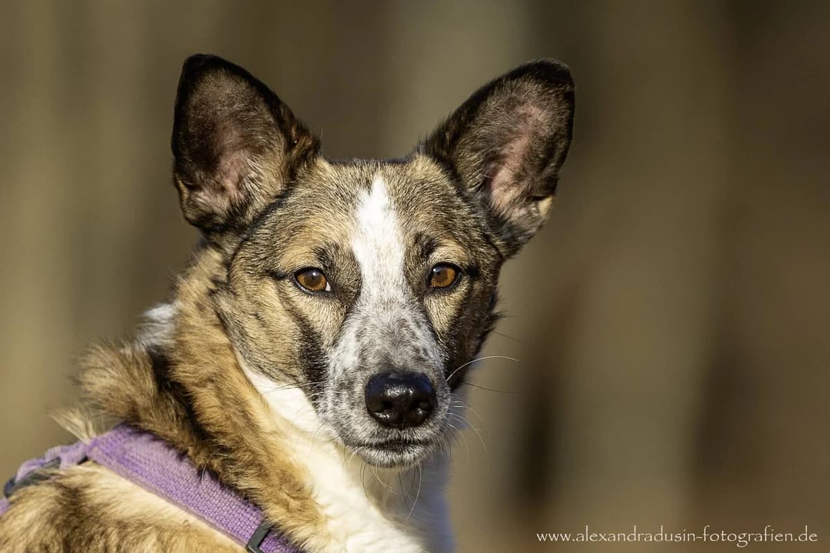 Gismo, male 4yo Mixed Breed for adoption at Ein Herz für Streuner e.V., München