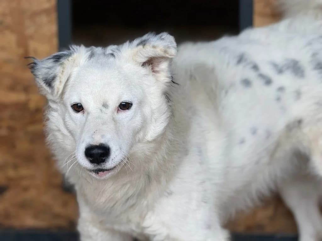 Gismo, weiß male 5yo Mixed Breed for adoption at Ein Herz für Streuner e.V., München