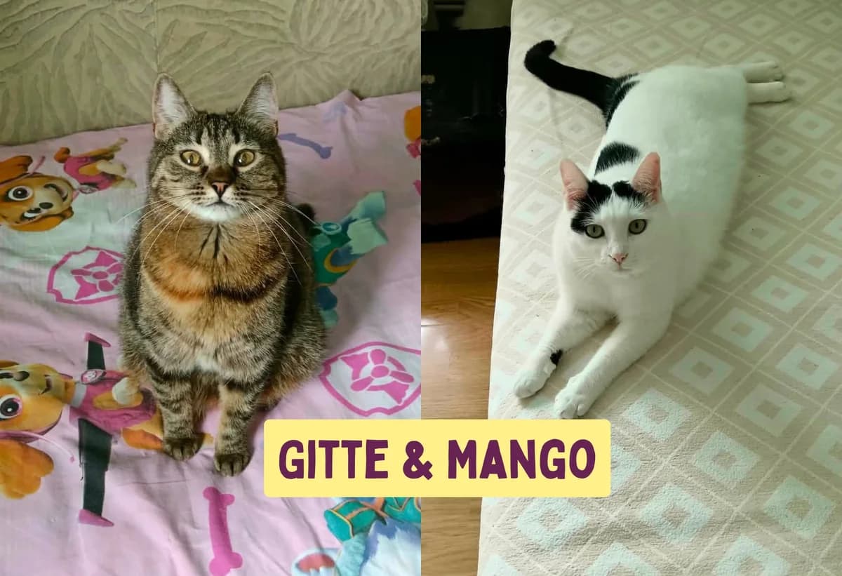 Gitte&Mango, Mixed Breed for adoption at Ein Herz für Streuner e.V., München