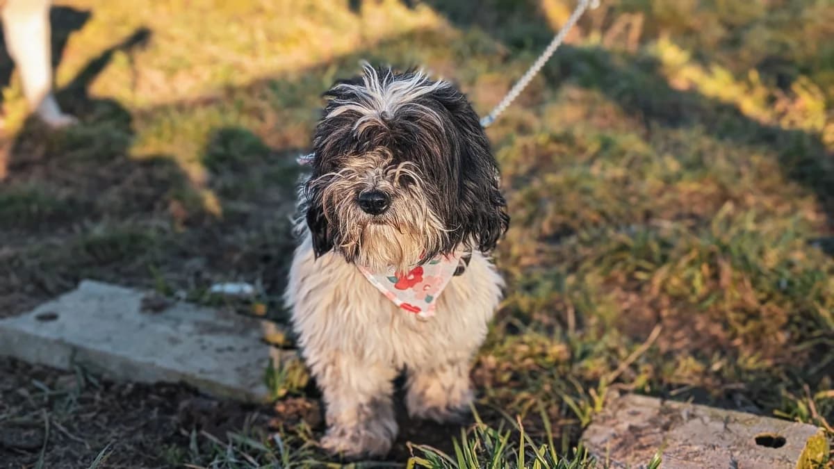 Gitti, female senior Mixed Breed for adoption at Ein Herz für Streuner e.V., München