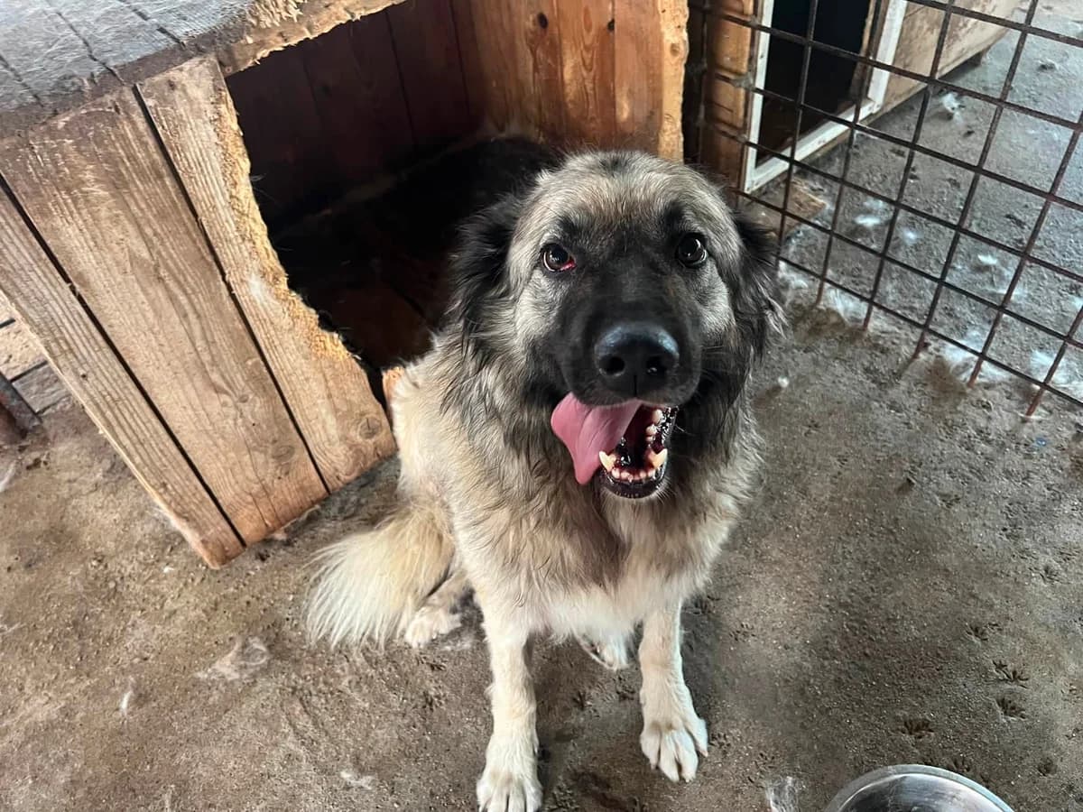 Giulia, female 5yo Mixed Breed for adoption at Ein Herz für Streuner e.V., München