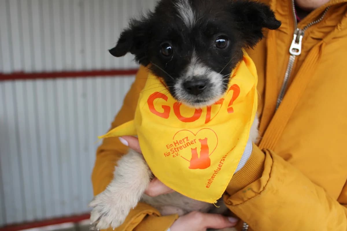 Gizmo, male puppy Mixed Breed for adoption at Ein Herz für Streuner e.V., München