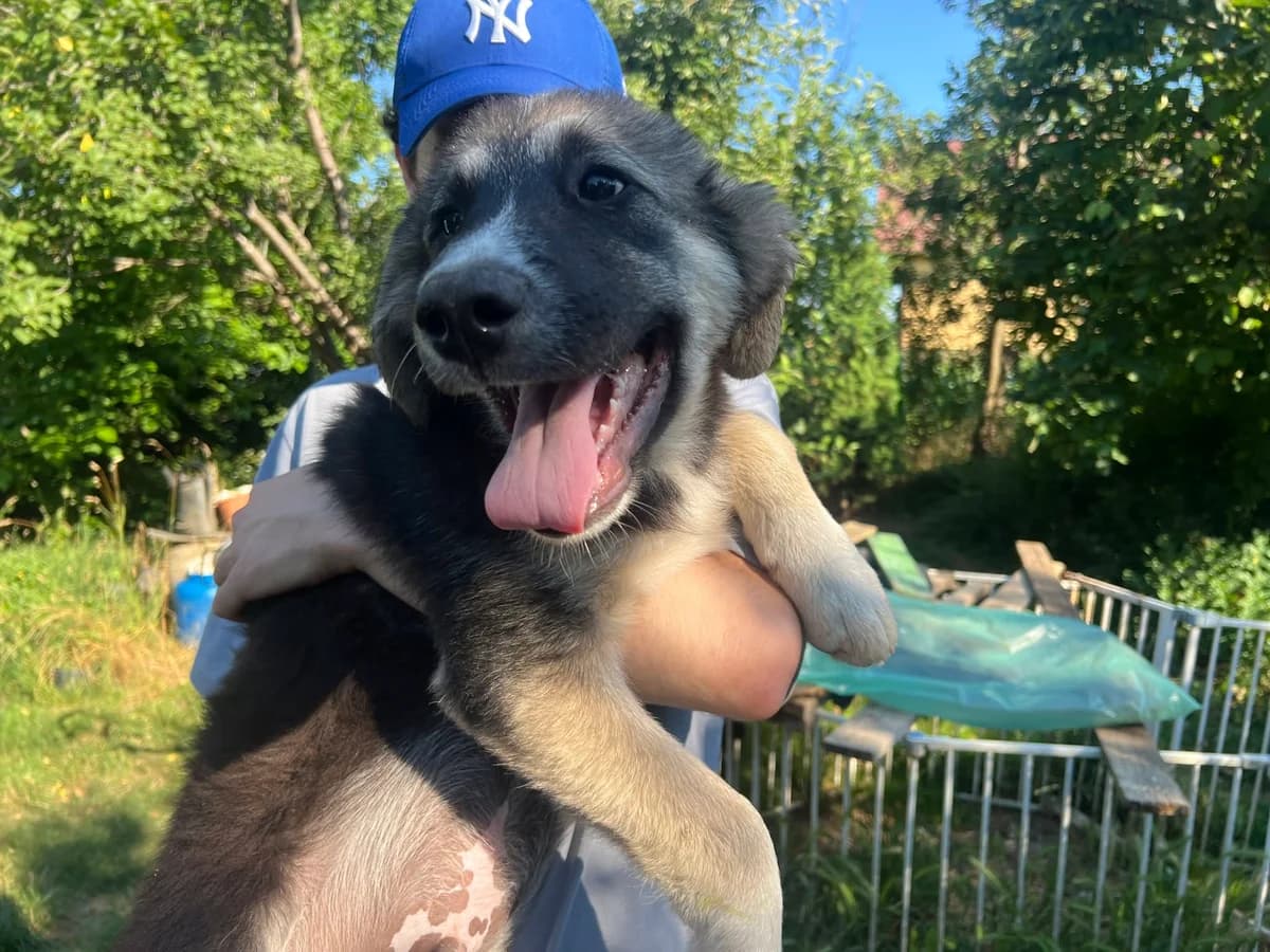 Gizmo, male puppy Mixed Breed for adoption at Ein Herz für Streuner e.V., München