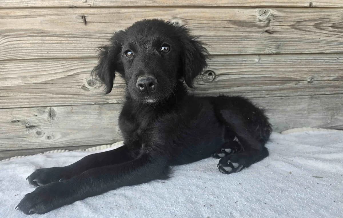 Gizmo, male puppy Mixed Breed for adoption at Ein Herz für Streuner e.V., München