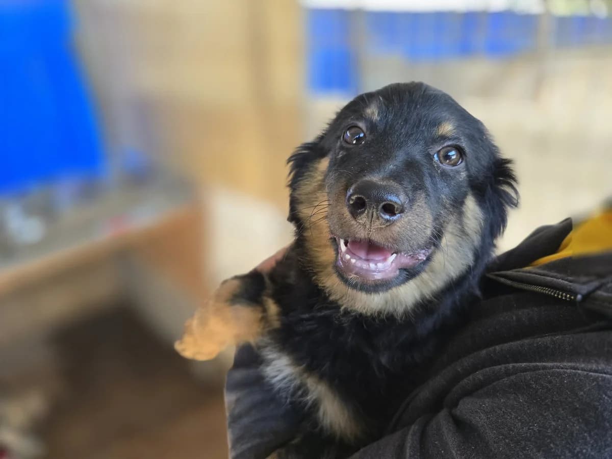 Gizzy, schwarz male puppy Mixed Breed for adoption at Ein Herz für Streuner e.V., München