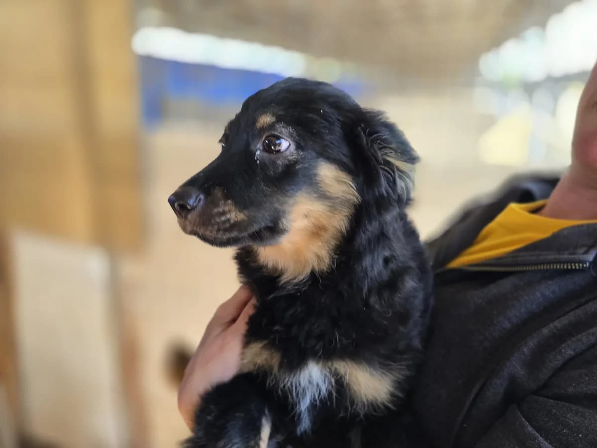 Gizzy, schwarz male puppy Mixed Breed for adoption at Ein Herz für Streuner e.V., München