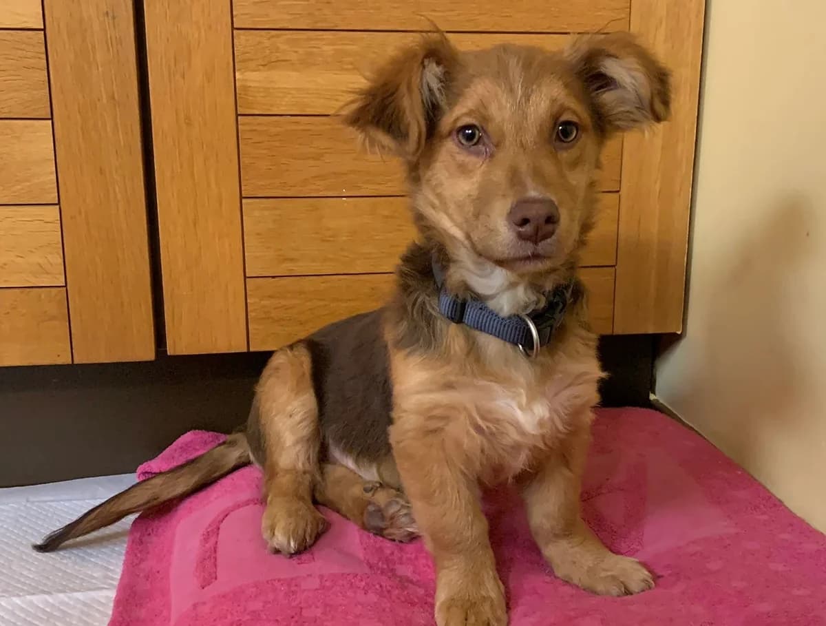 Glasaz, male puppy Mixed Breed for adoption at Ein Herz für Streuner e.V., München