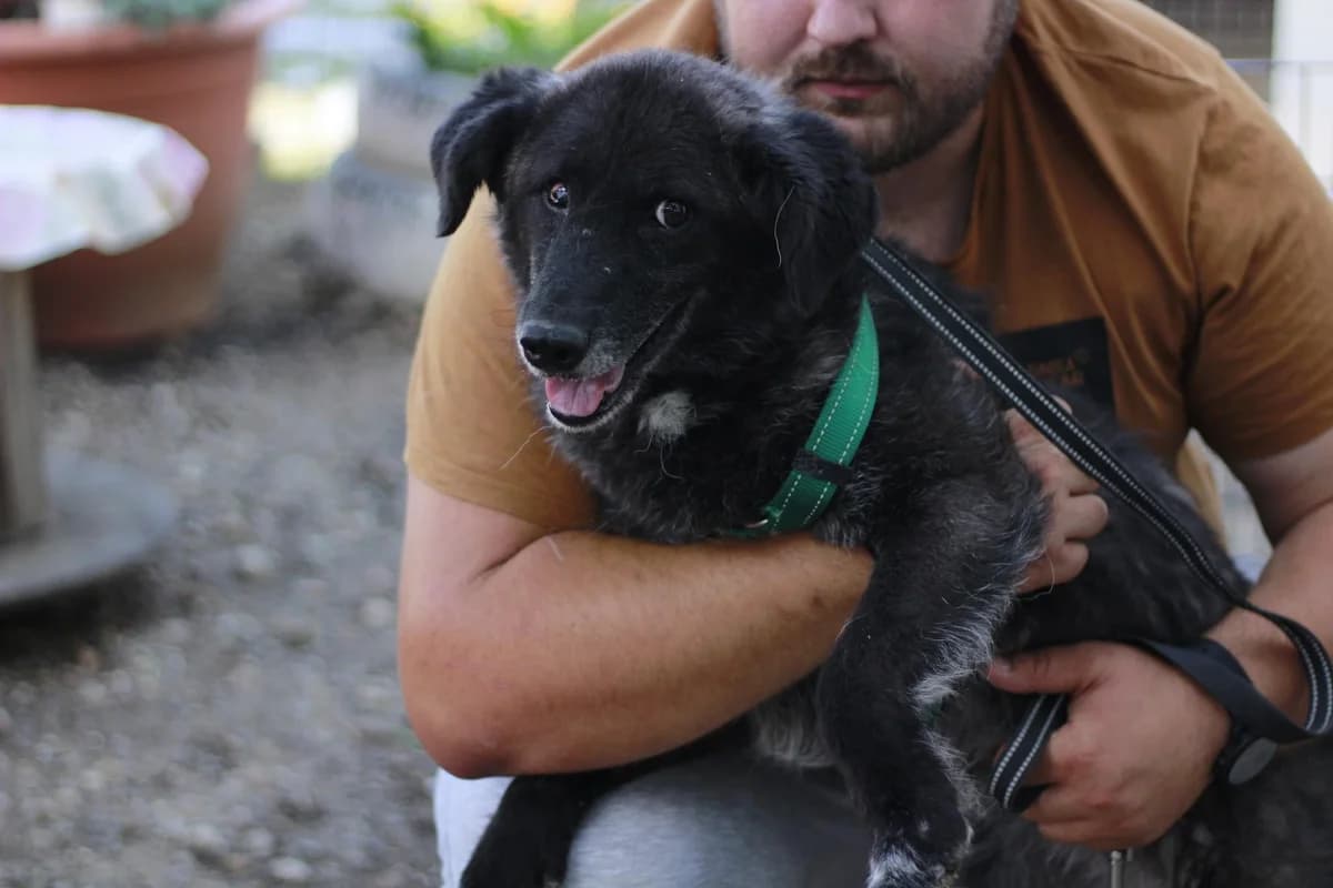 Glija, female 7yo Mixed Breed for adoption at Ein Herz für Streuner e.V., München
