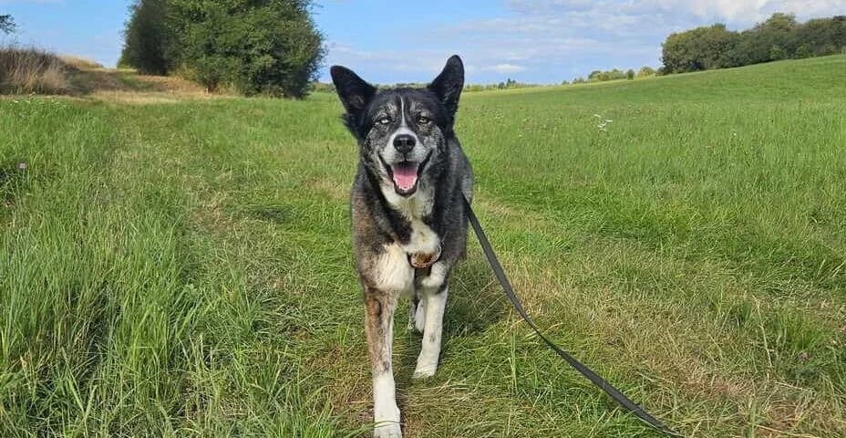 Gloria, female senior Mixed Breed for adoption at Ein Herz für Streuner e.V., München