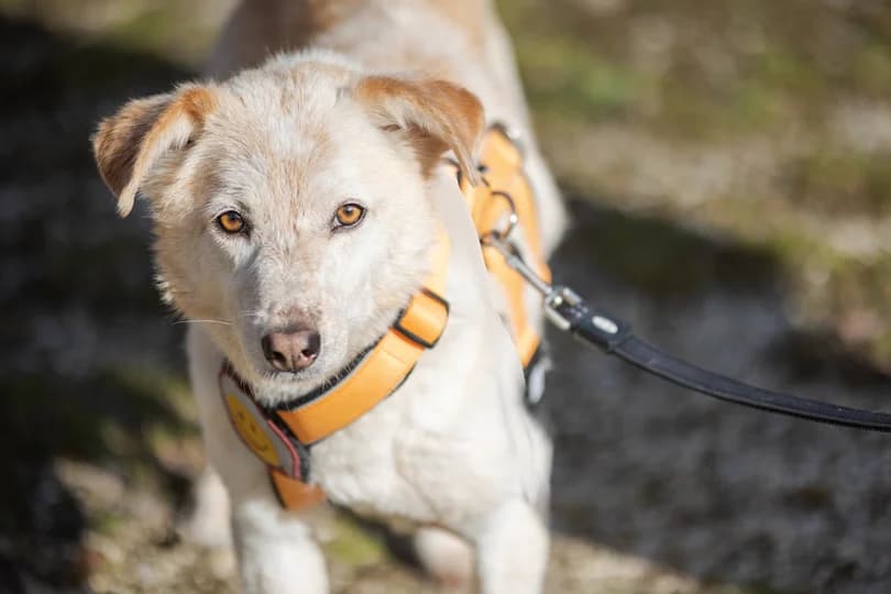Gloria, female senior Mixed Breed for adoption at Ein Herz für Streuner e.V., München