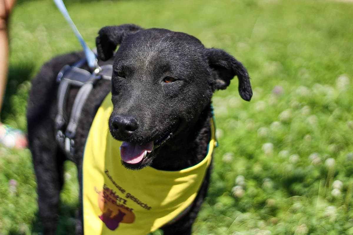 Glossi, male 3yo Mixed Breed for adoption at Ein Herz für Streuner e.V., München