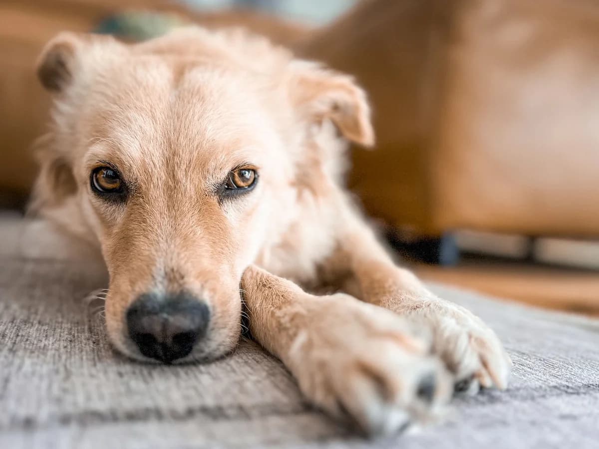 Gnocci, female 5yo Mixed Breed for adoption at Ein Herz für Streuner e.V., München