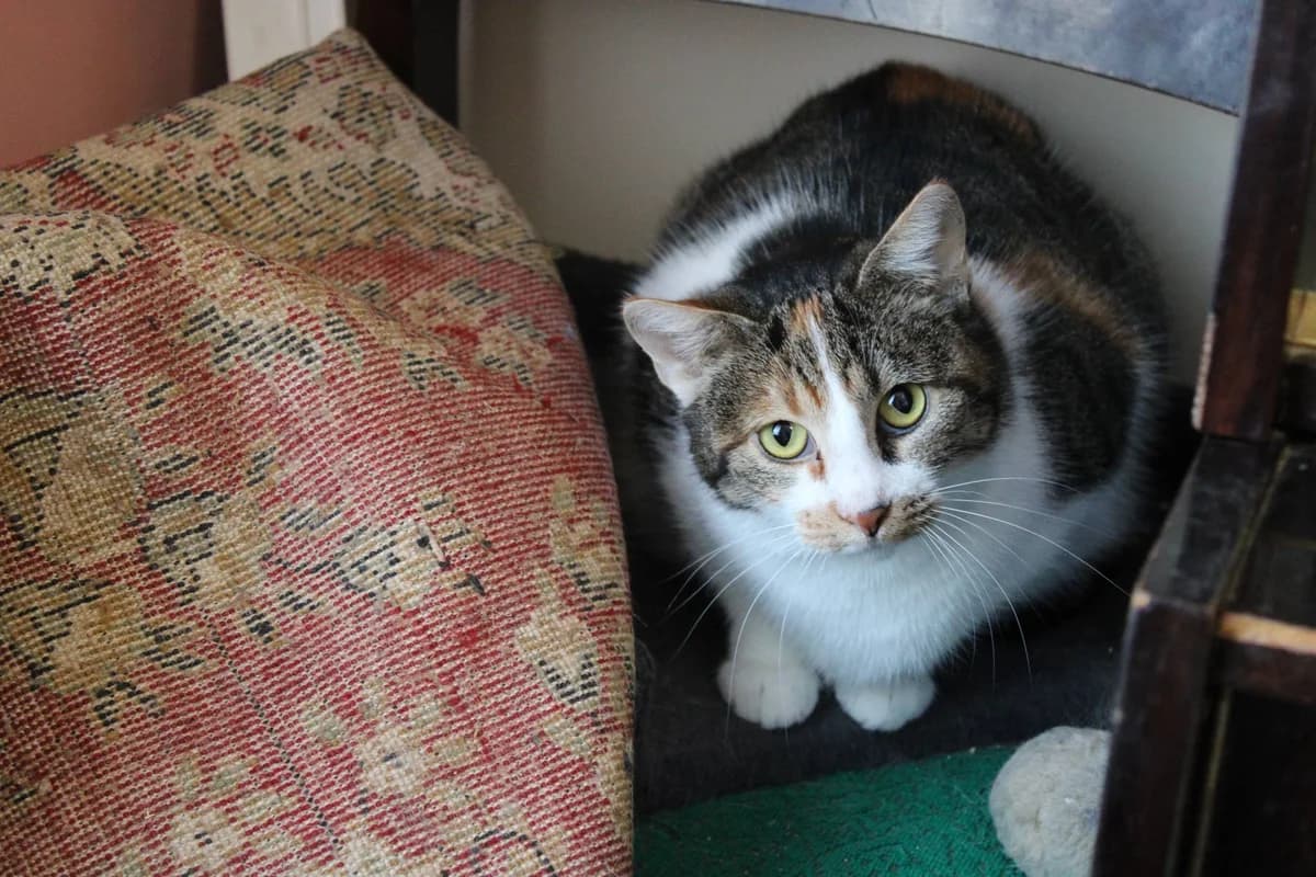 Godiva, female 5yo Mixed Breed for adoption at Ein Herz für Streuner e.V., München