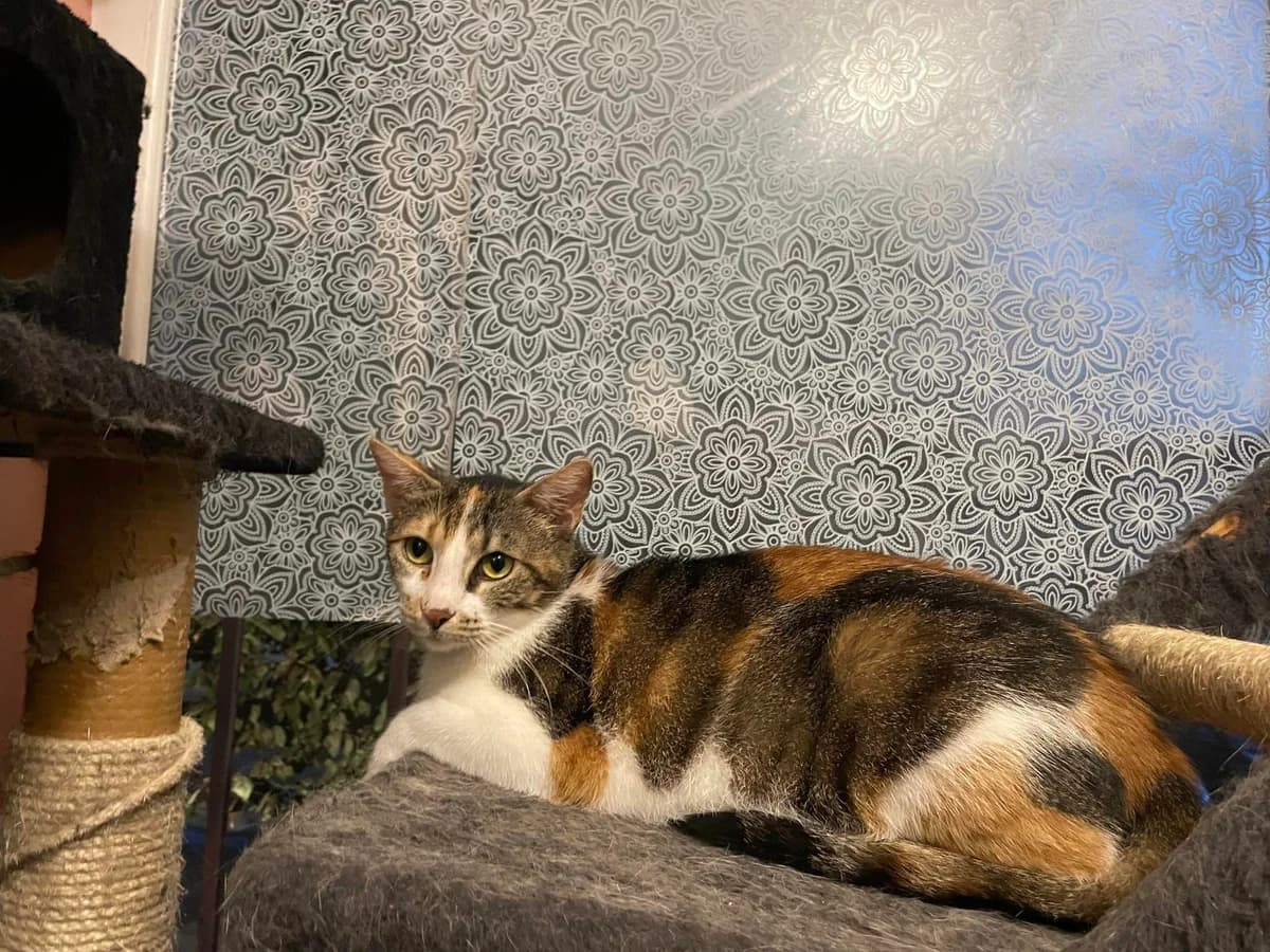 Godiva, female 5yo Mixed Breed for adoption at Ein Herz für Streuner e.V., München