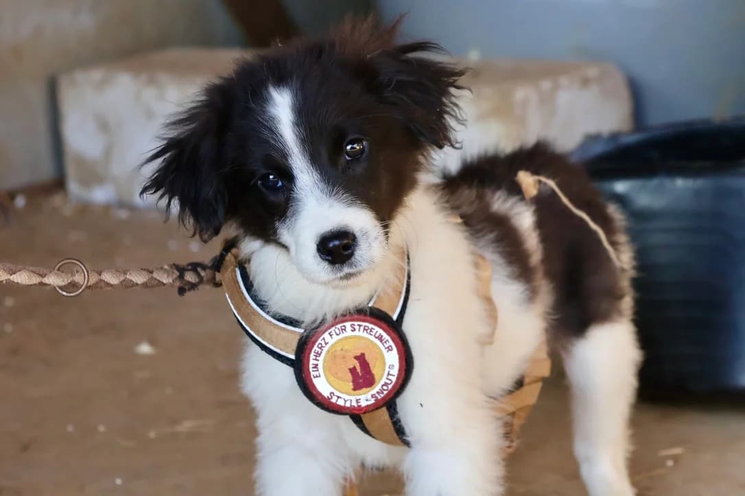 Goethe, schwarz male puppy Mixed Breed for adoption at Ein Herz für Streuner e.V., München