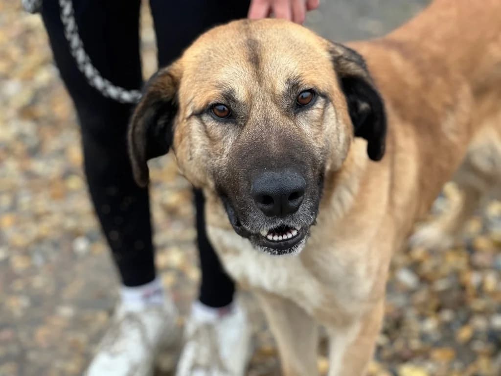 Goethe, sand male 4yo Mixed Breed for adoption at Ein Herz für Streuner e.V., München