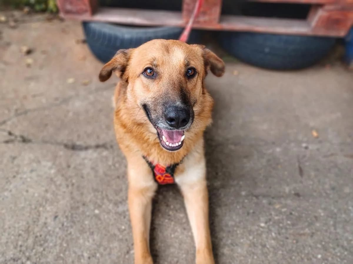 Golda, female 3yo Mixed Breed for adoption at Ein Herz für Streuner e.V., München