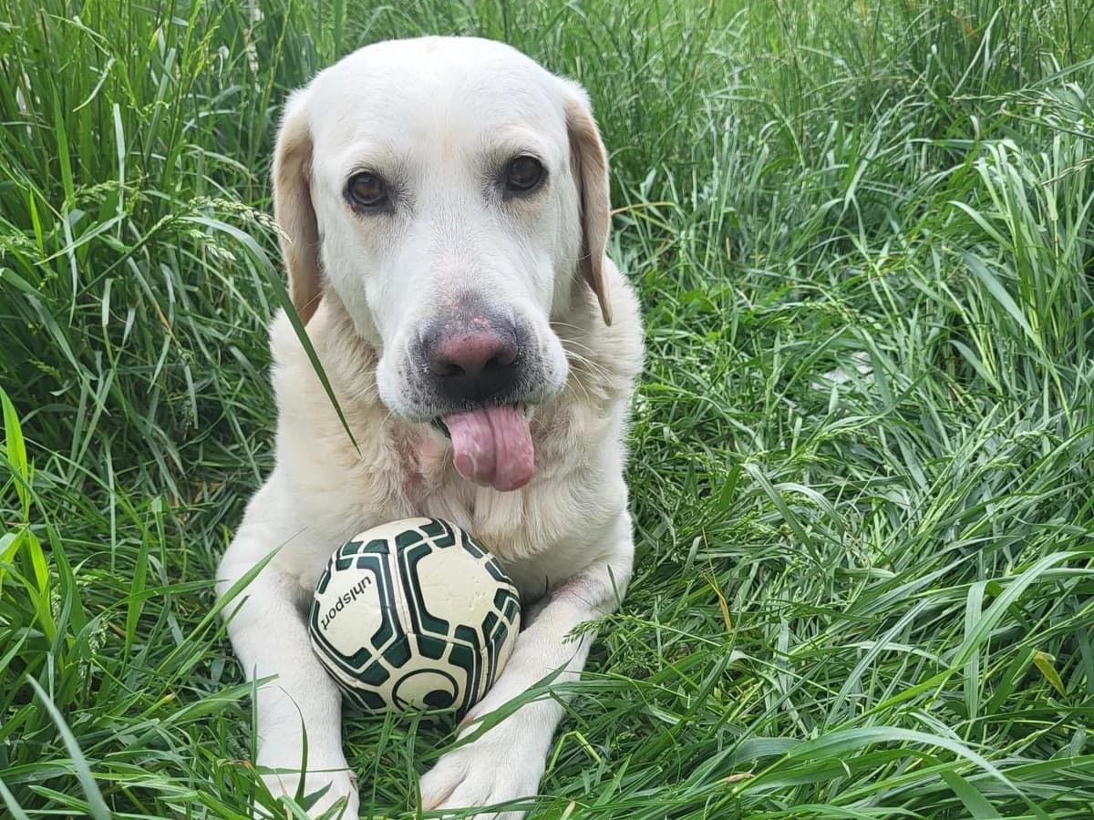 Goldie, golden female 5yo Mixed Breed for adoption at Ein Herz für Streuner e.V., München