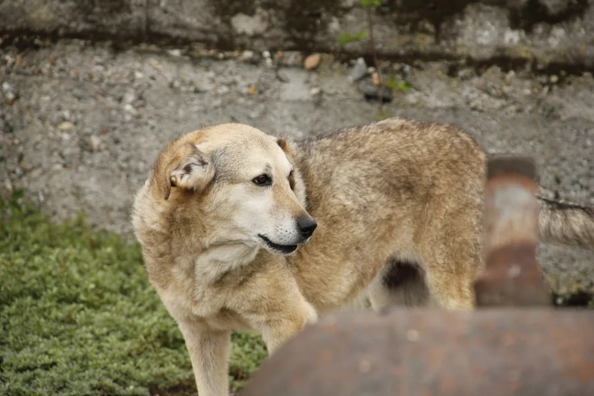 Goldie, female senior Mixed Breed for adoption at Ein Herz für Streuner e.V., München